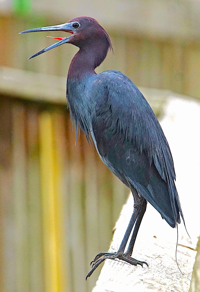 Little Blue Heron - ML620670241