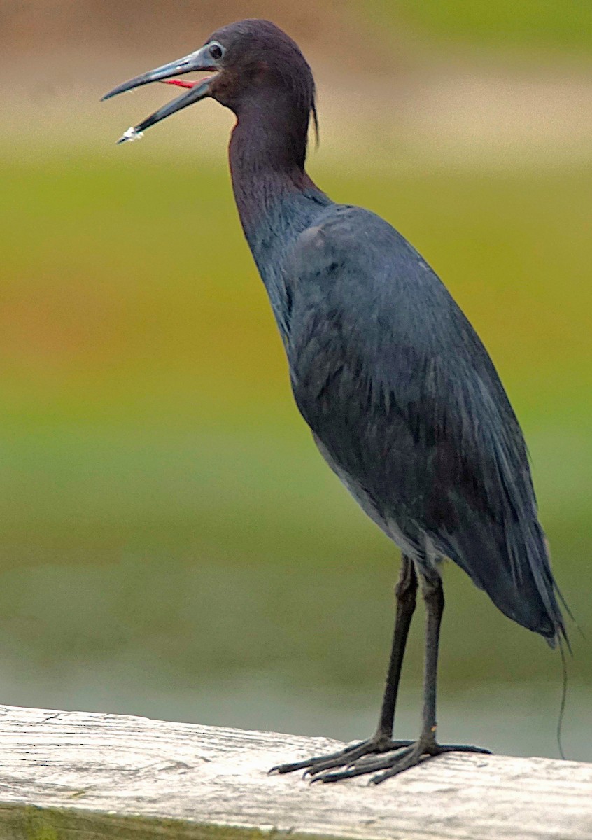 Little Blue Heron - ML620670244