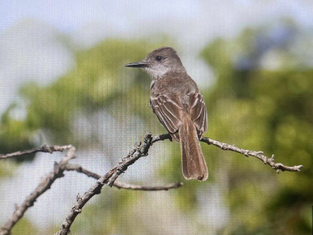 La Sagra's Flycatcher - ML620670245