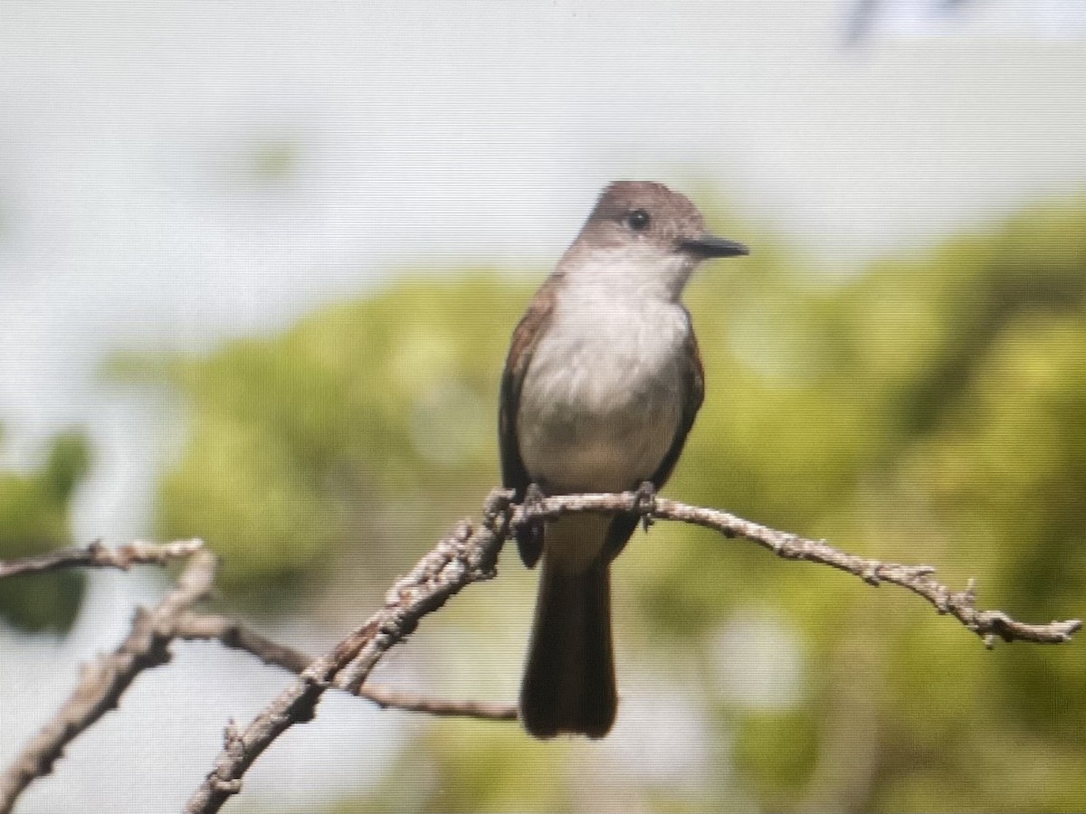 La Sagra's Flycatcher - ML620670246