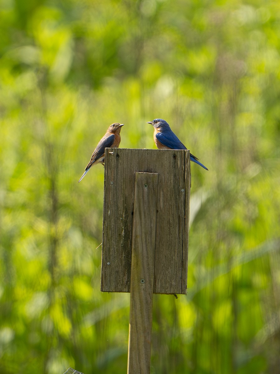 Eastern Bluebird - ML620670247