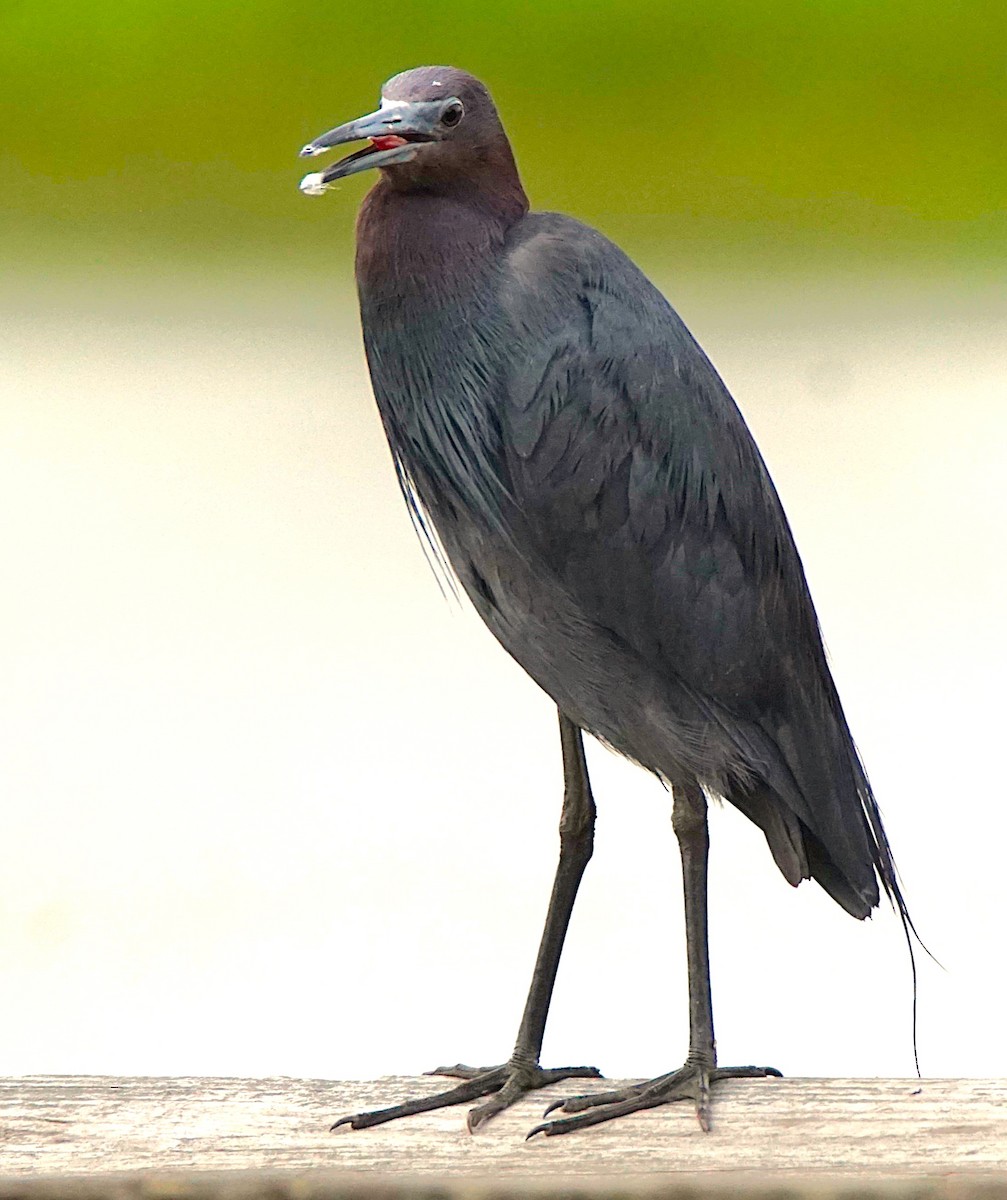 Little Blue Heron - ML620670249