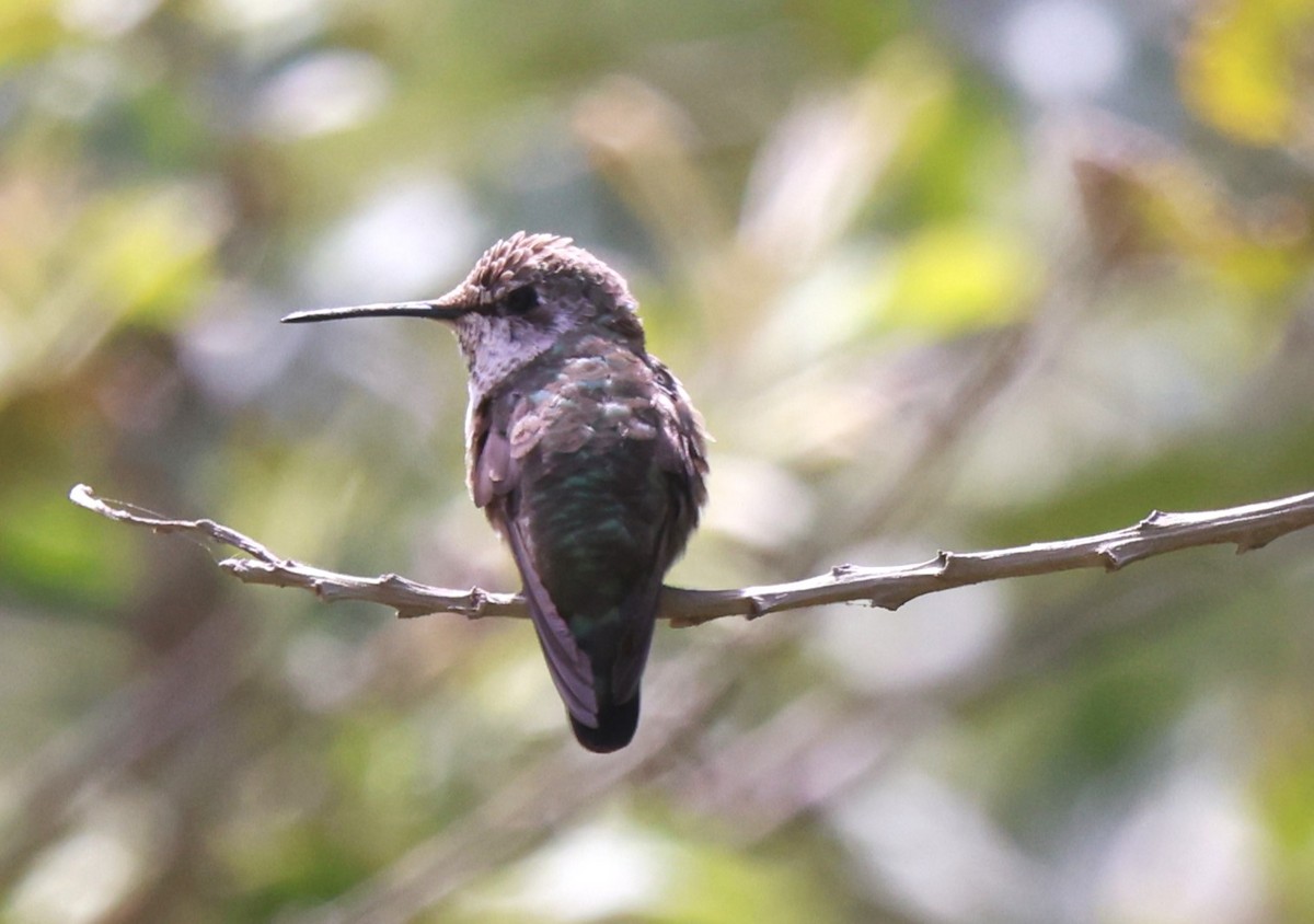 hummingbird sp. - Robert Keiffer