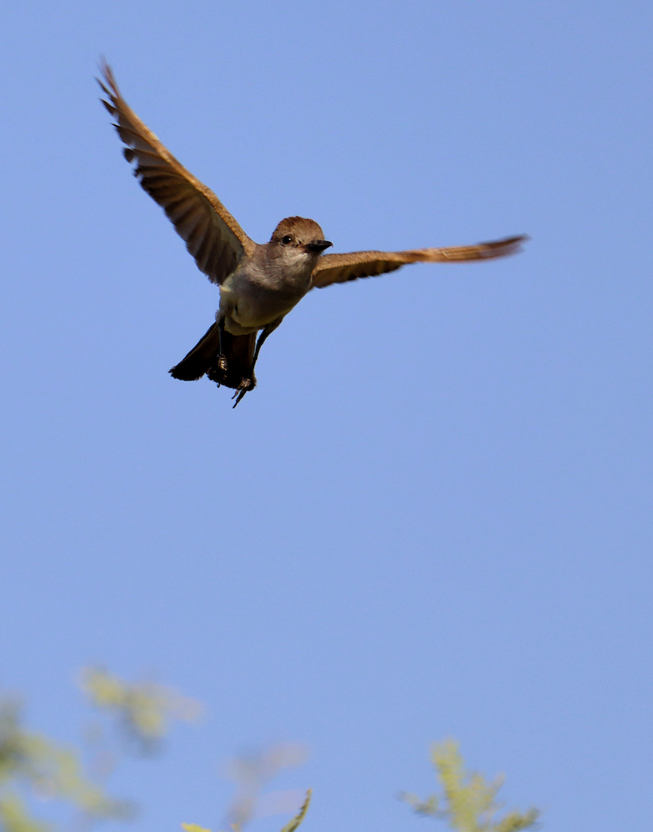 Ash-throated Flycatcher - ML620670254