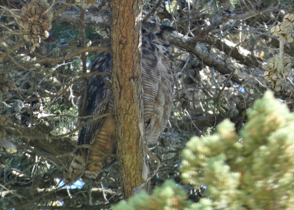 Great Horned Owl - ML620670257