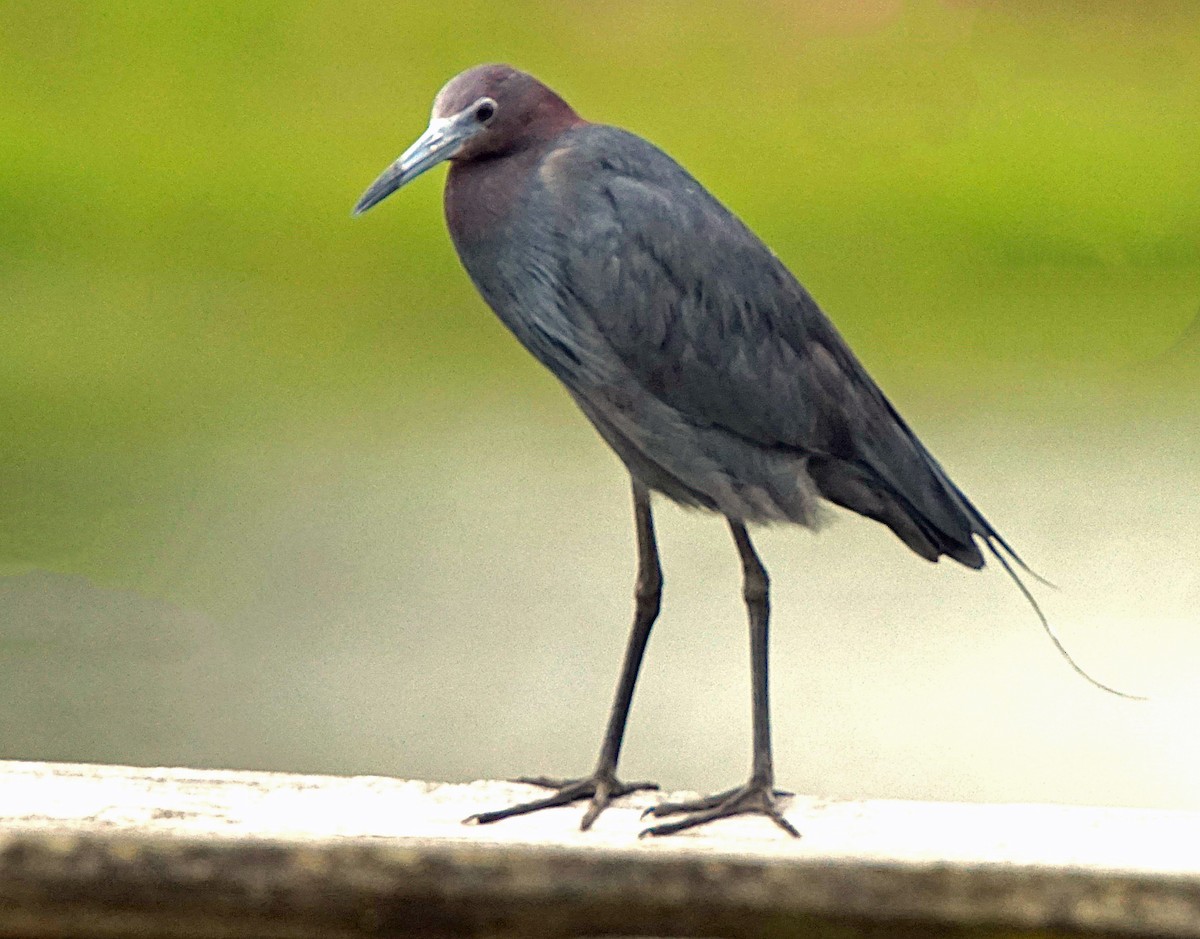 Little Blue Heron - ML620670258