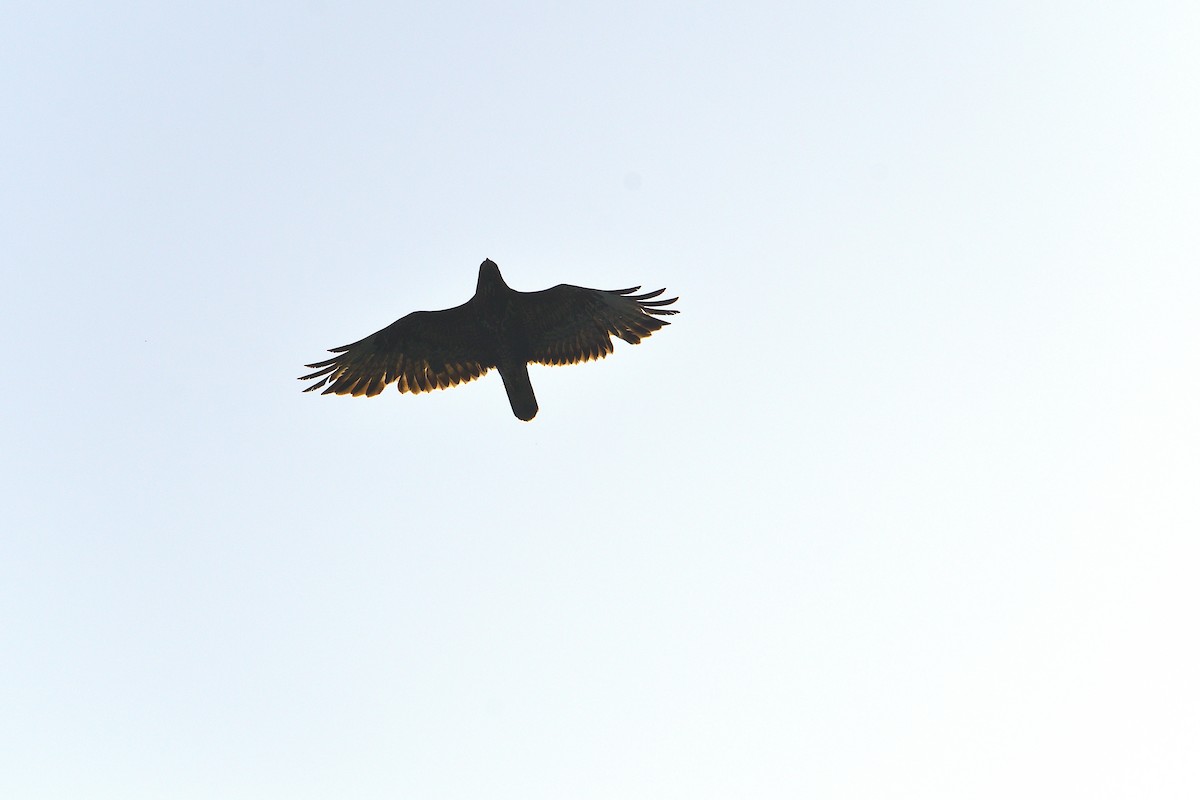 Common Buzzard - ML620670260