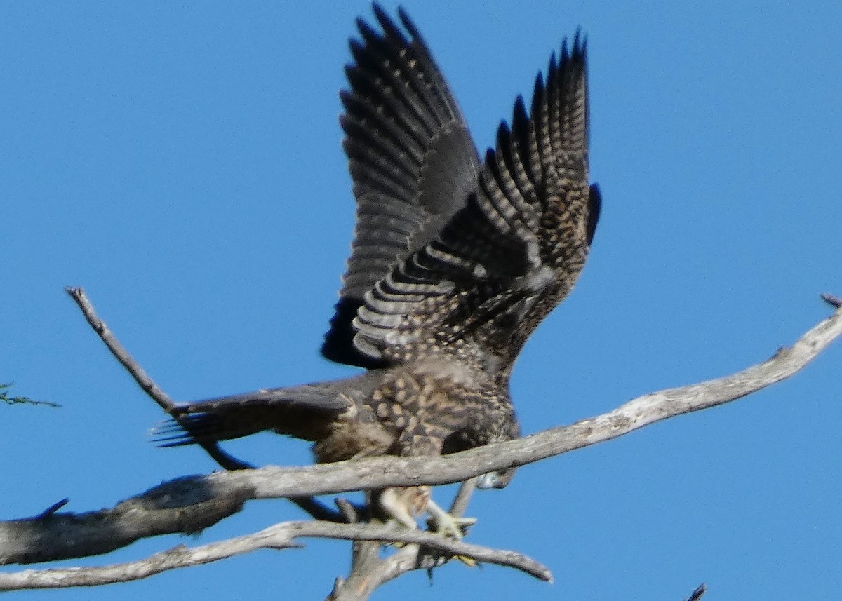 Peregrine Falcon - ML620670261