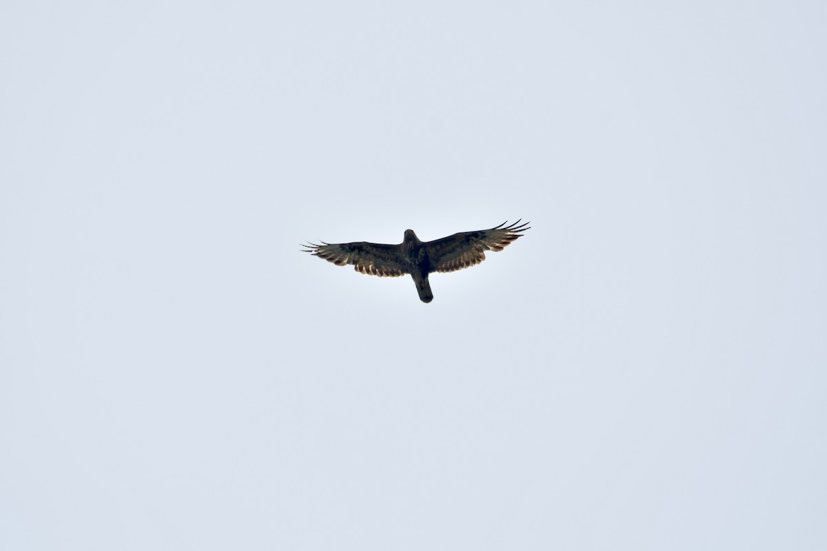 Common Buzzard - ML620670263