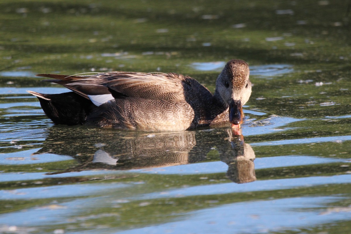 Canard chipeau - ML620670265