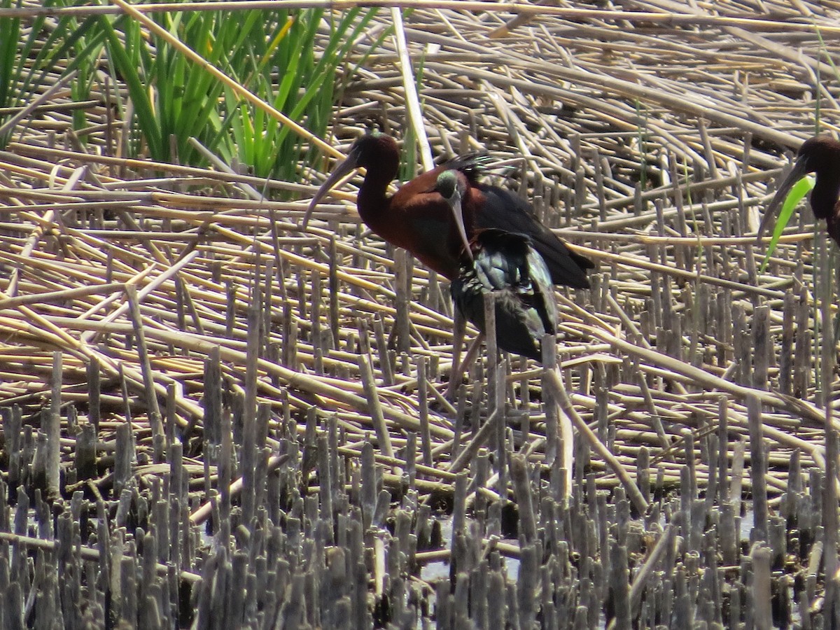 Glossy Ibis - ML620670272