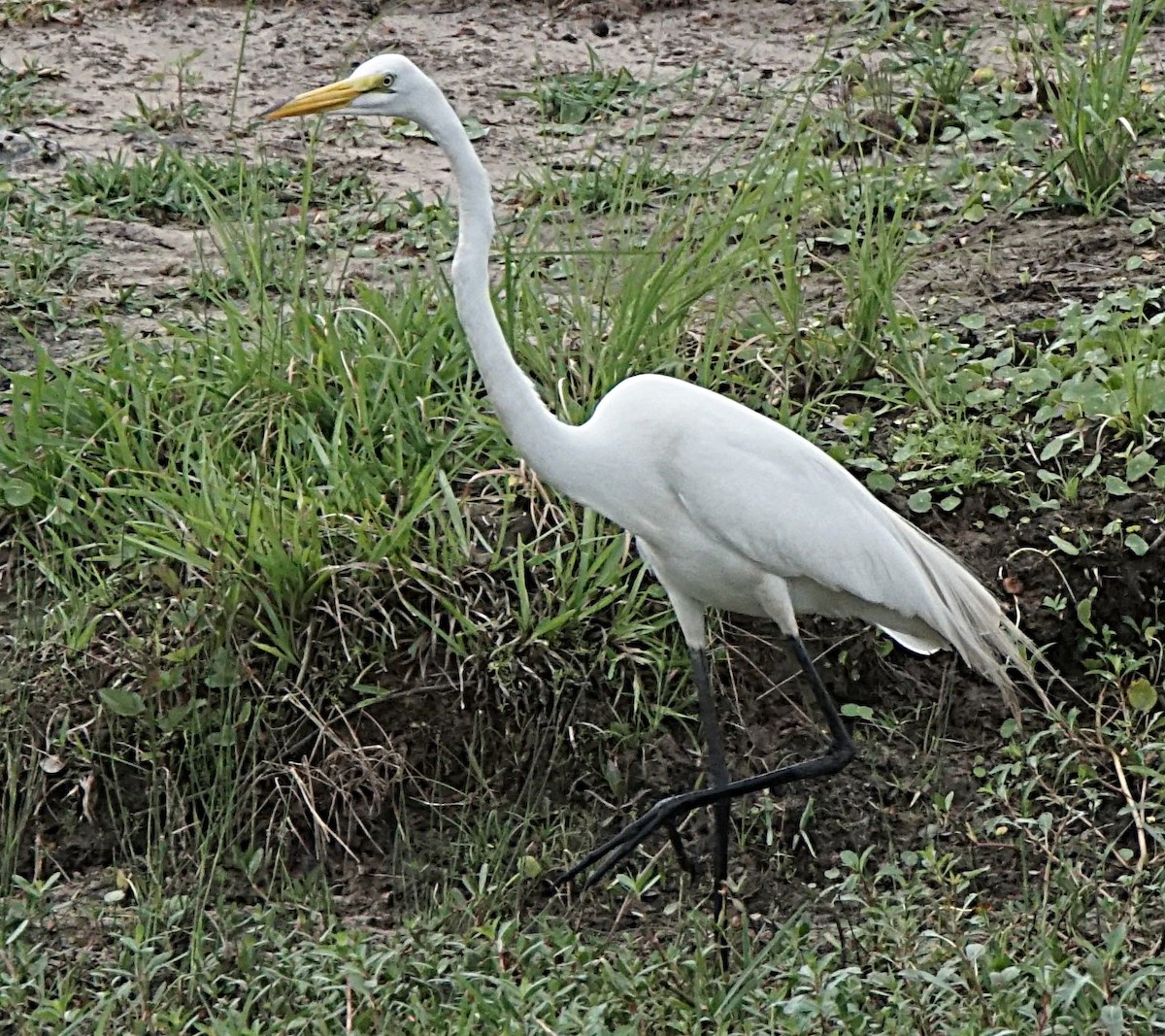 Great Egret - ML620670276