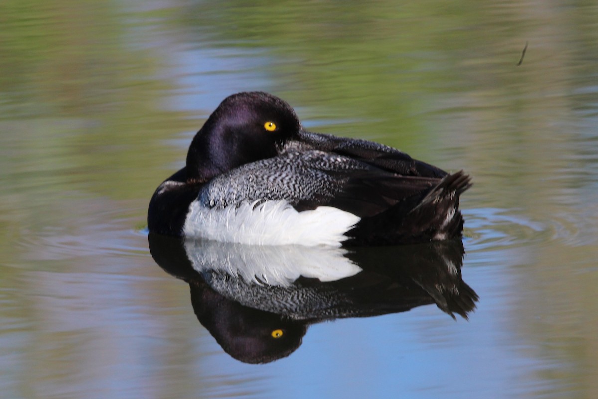 Lesser Scaup - ML620670277