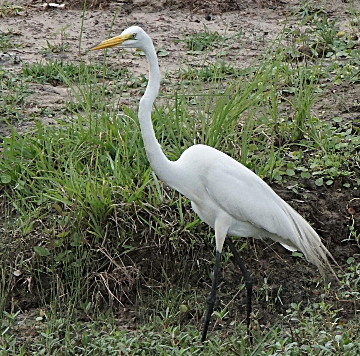 Great Egret - ML620670278