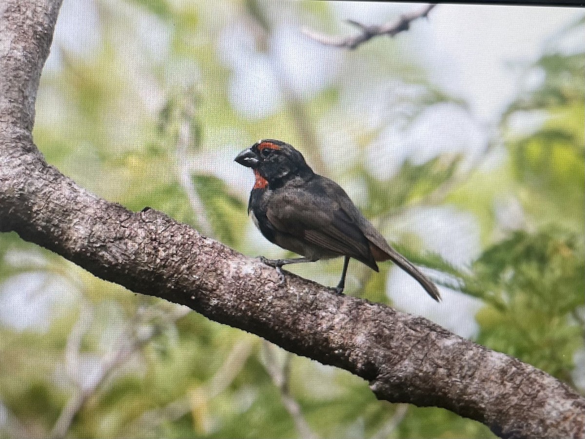 Greater Antillean Bullfinch - ML620670279