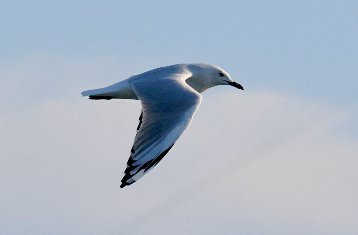 Gaviota Plateada - ML620670281