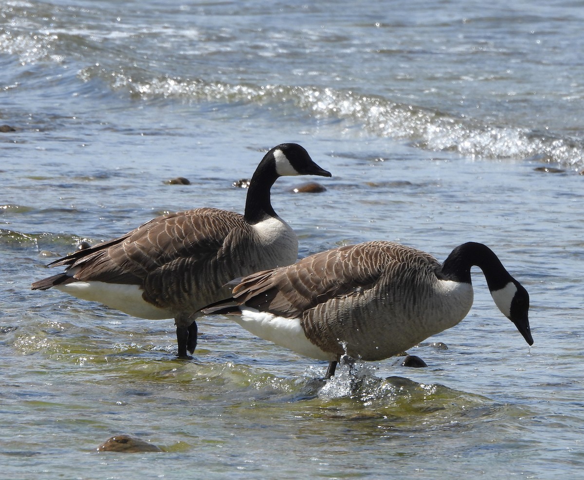 Canada Goose - ML620670284