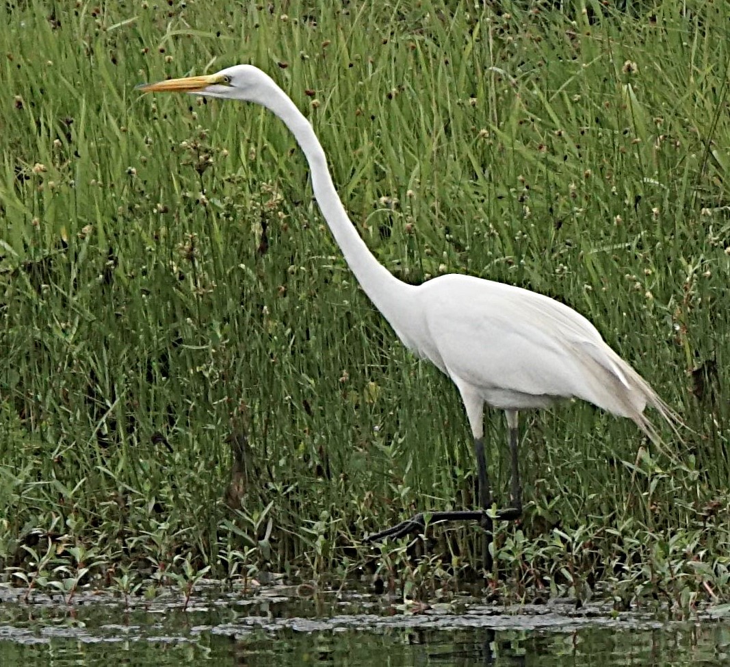 Great Egret - ML620670285