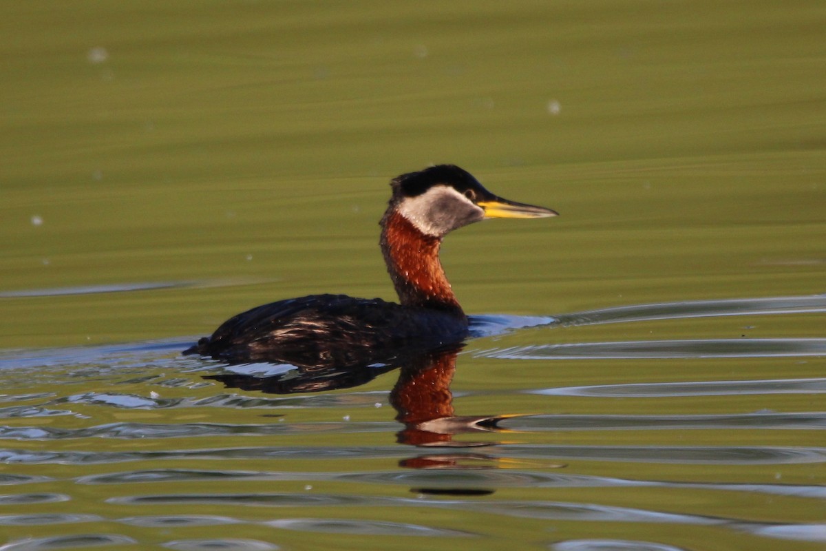 Red-necked Grebe - ML620670287
