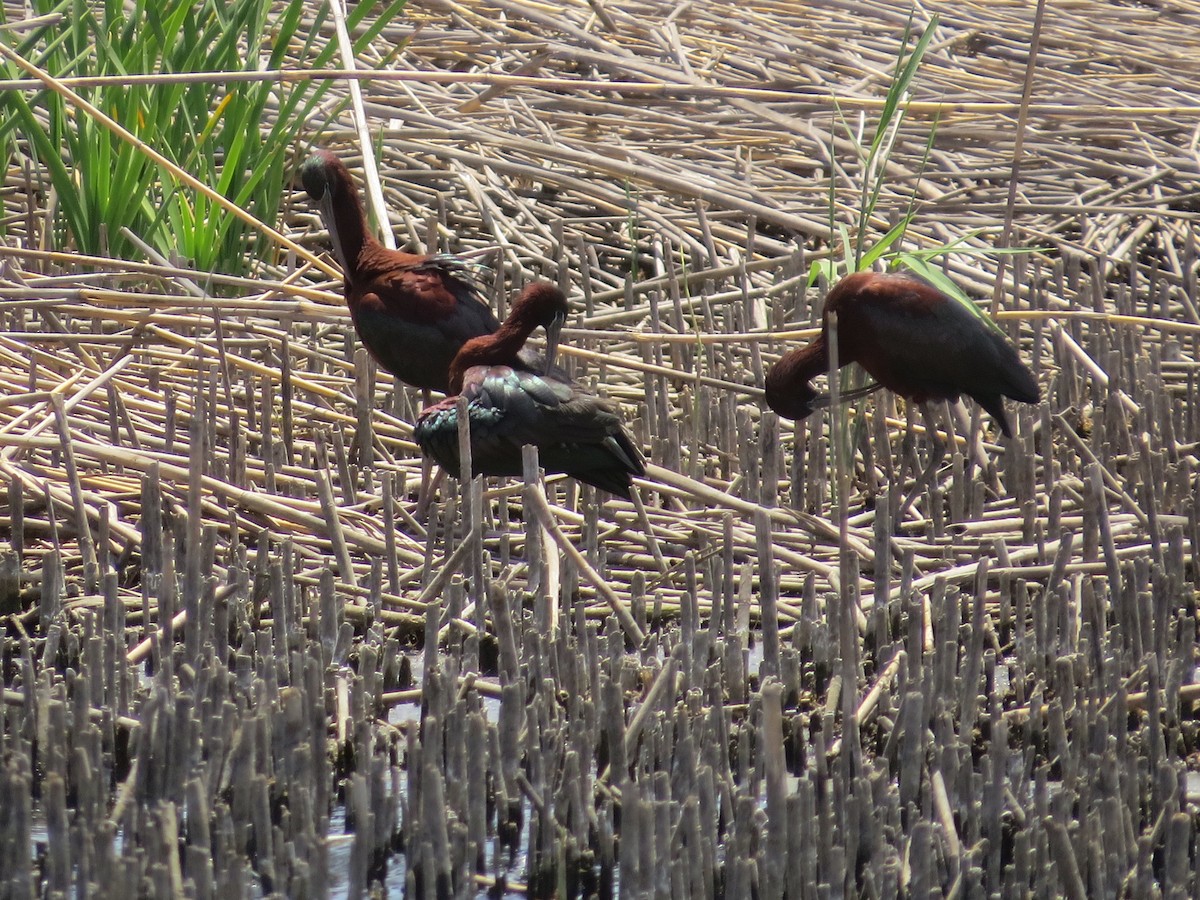 Glossy Ibis - Mike & Angela Stahl