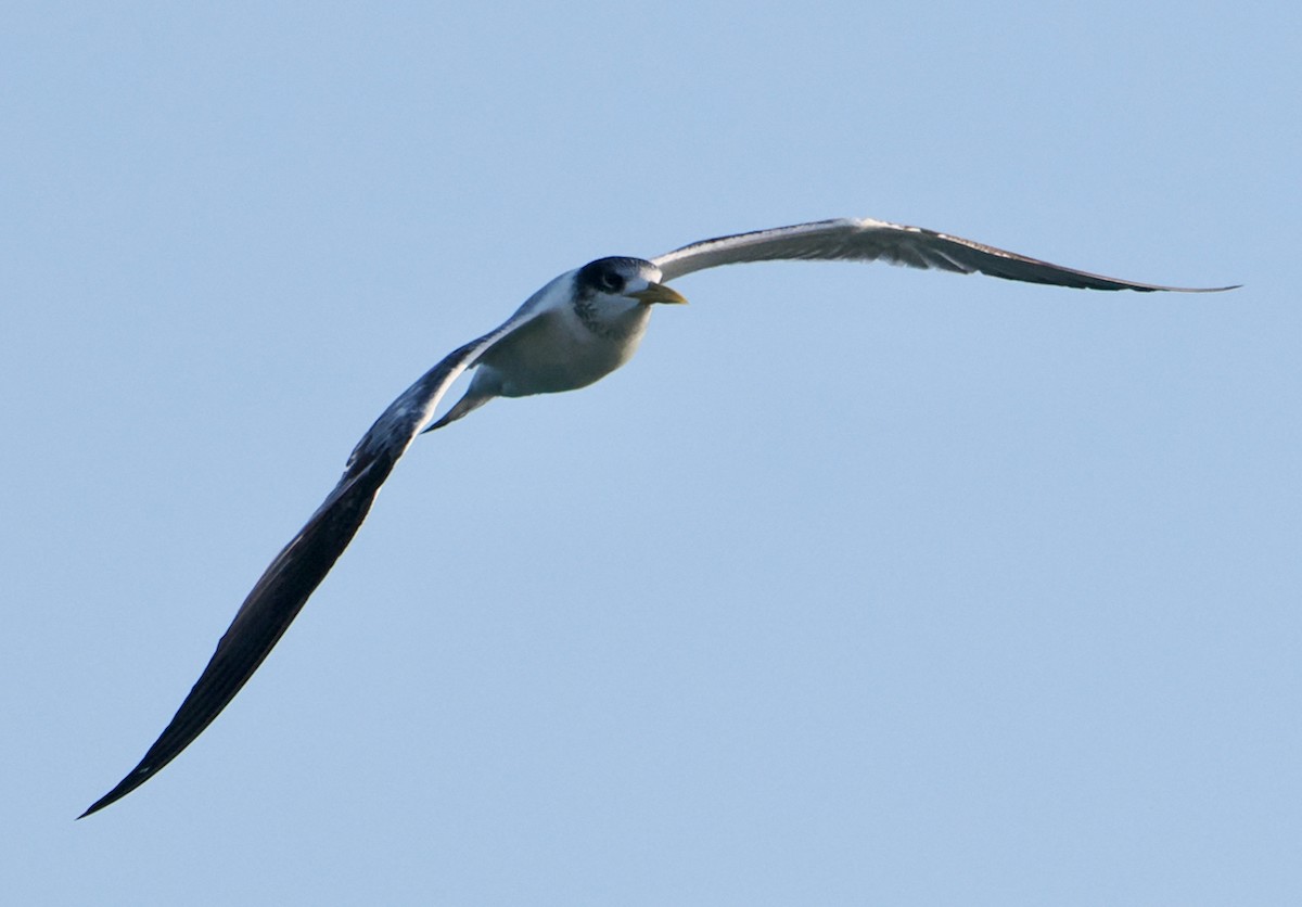 Great Crested Tern - ML620670289