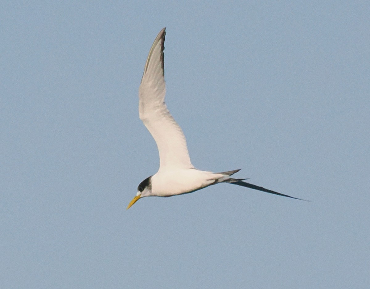 Great Crested Tern - ML620670290