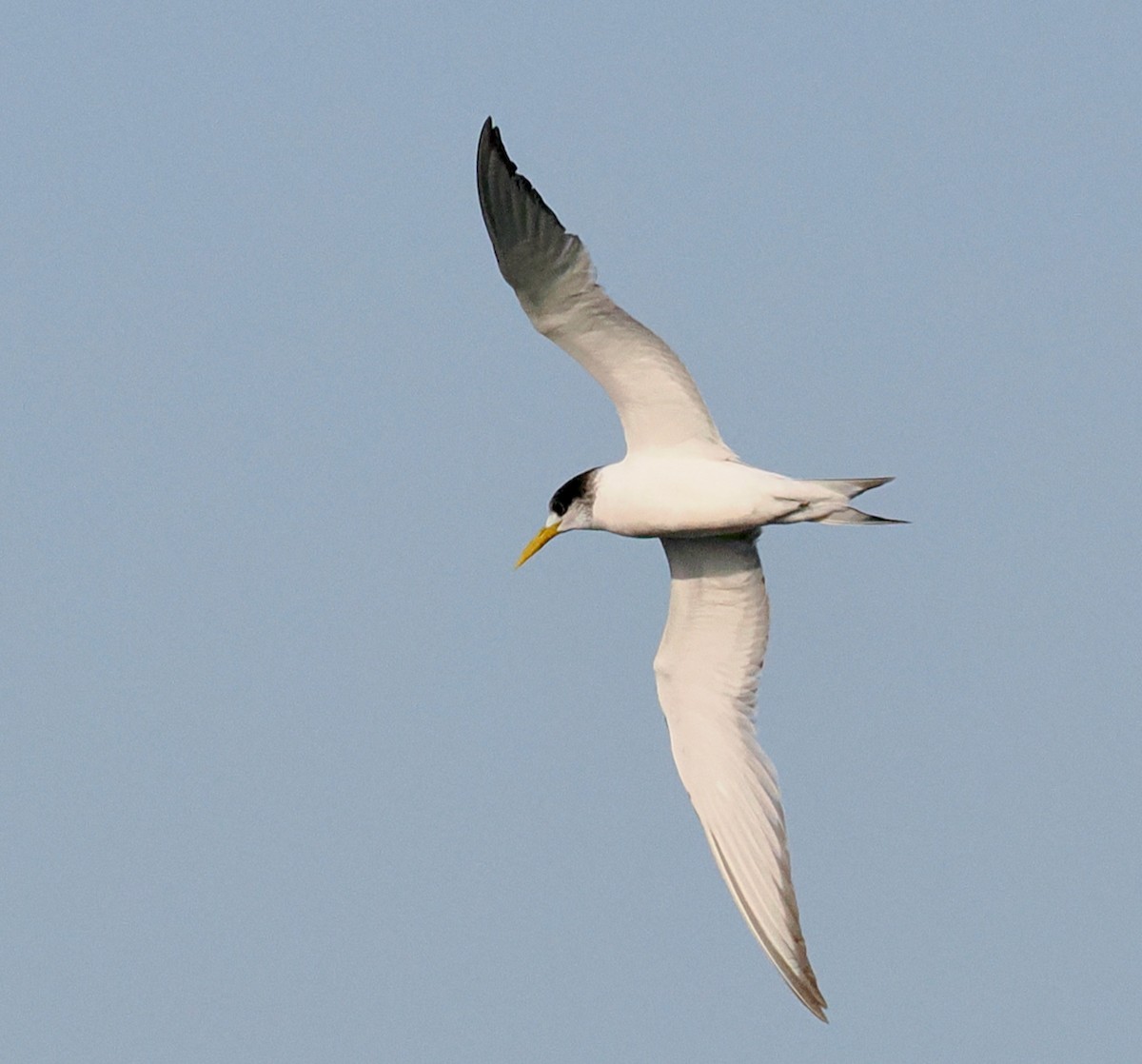 Great Crested Tern - ML620670291