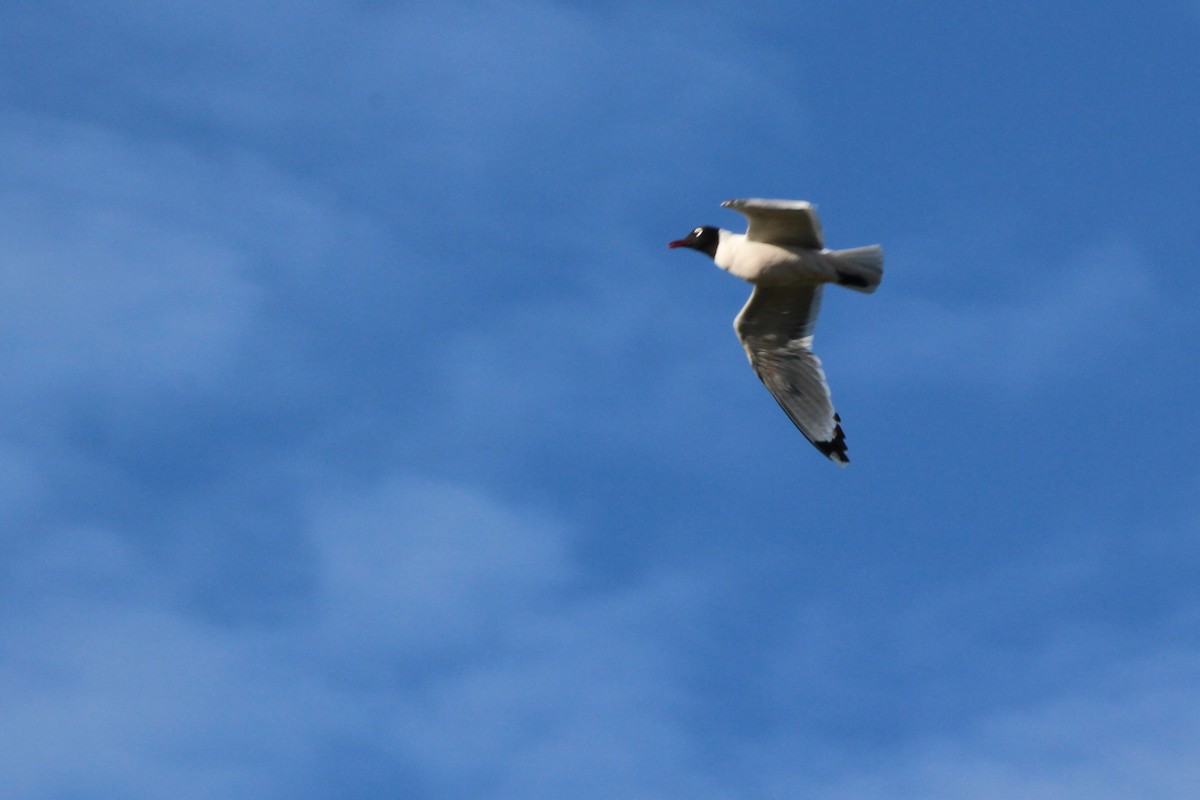 Franklin's Gull - ML620670292