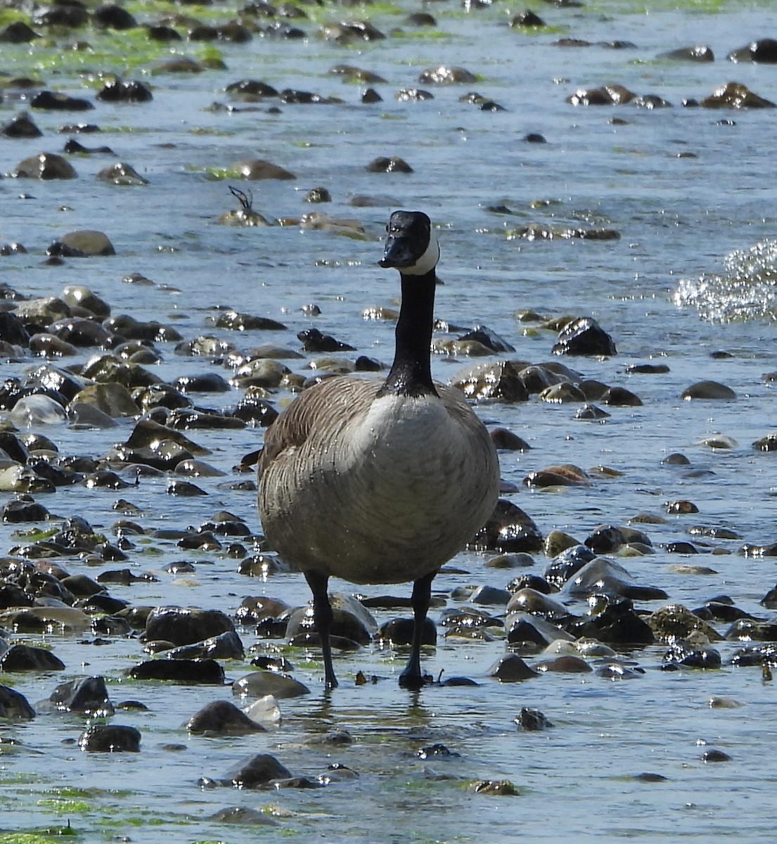 Canada Goose - ML620670293