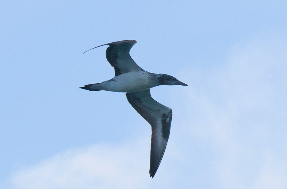 Australasian Gannet - ML620670295