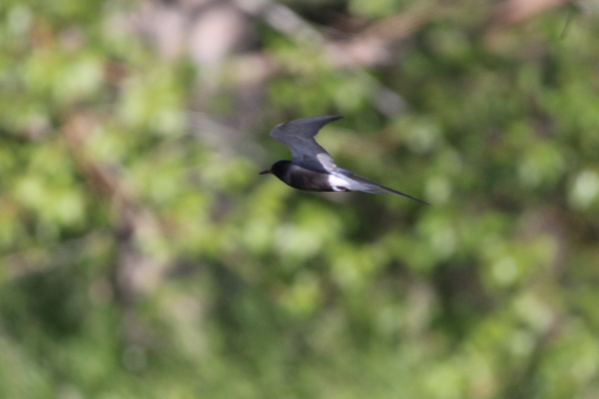 Black Tern - ML620670296