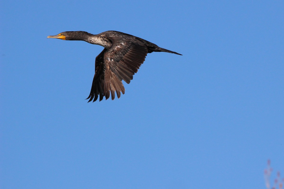 Cormorán Orejudo - ML620670302