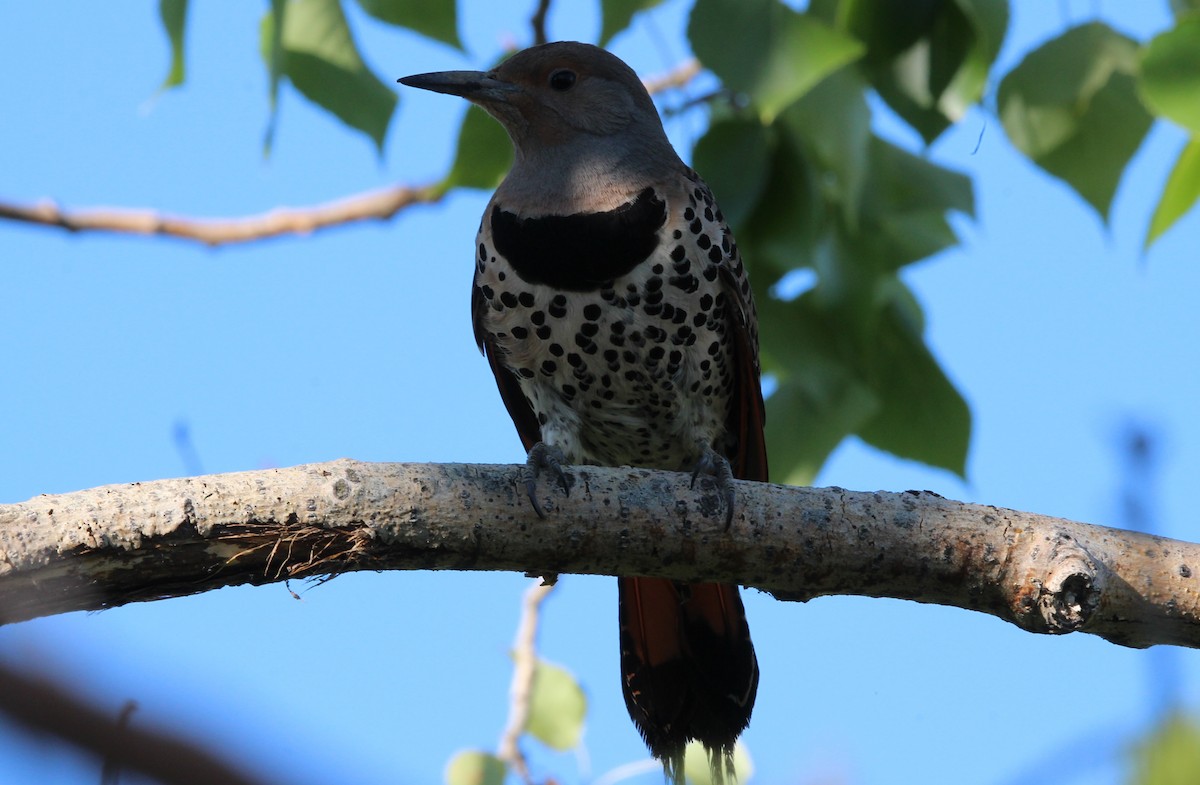 Northern Flicker - ML620670304