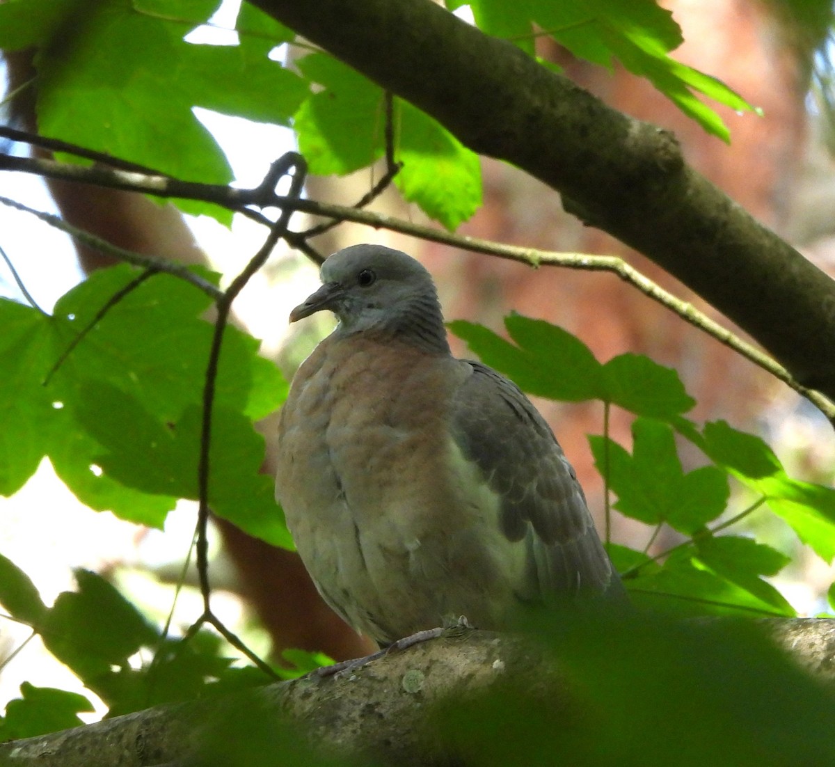 Common Wood-Pigeon - ML620670306