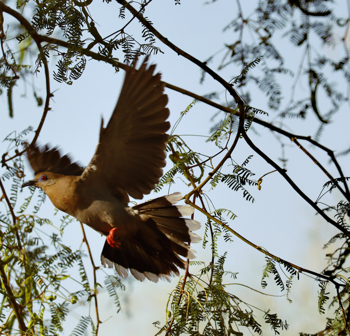 White-winged Dove - ML620670307