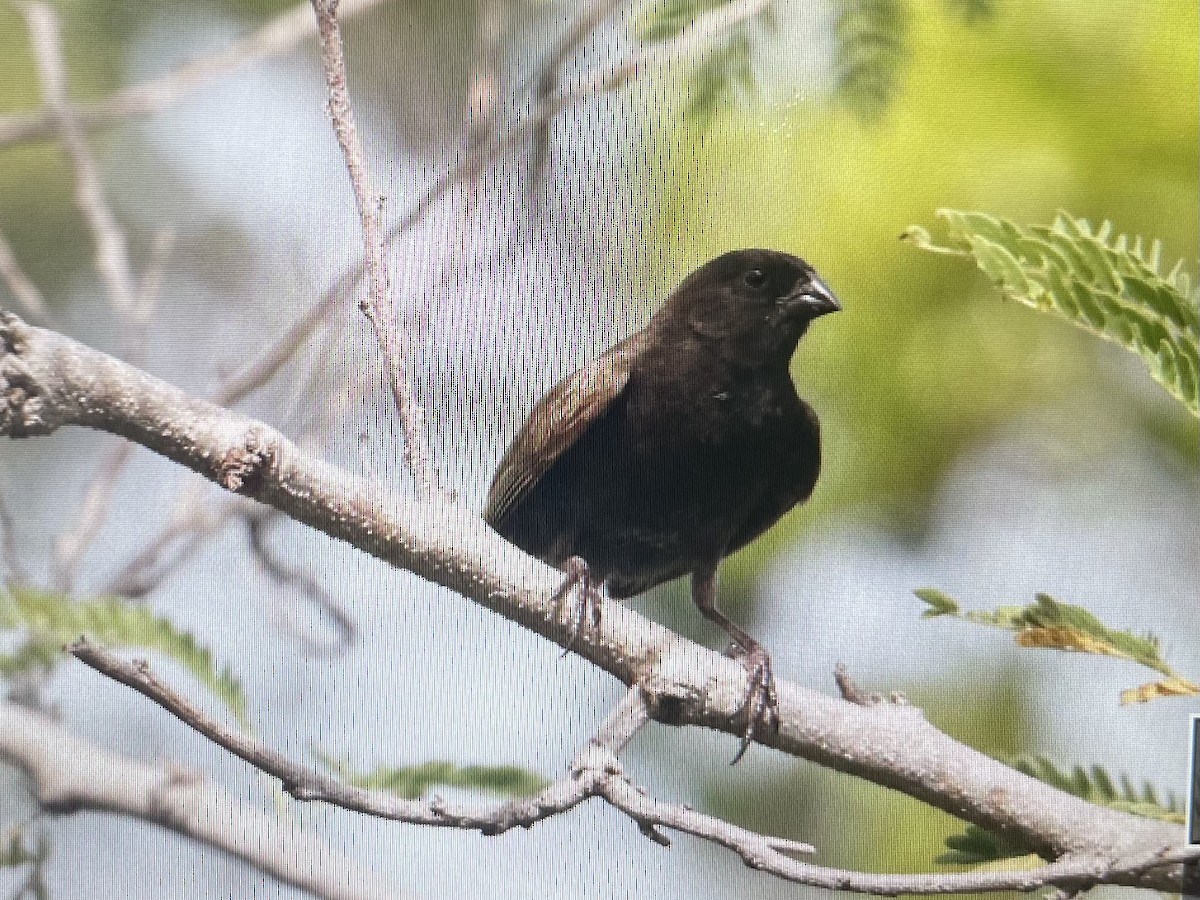 Black-faced Grassquit - Carl Edwards