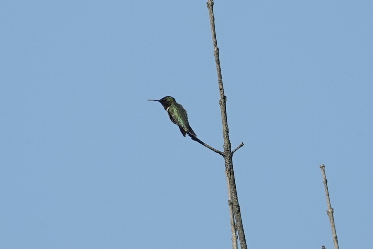 Ruby-throated Hummingbird - gretchen buxton