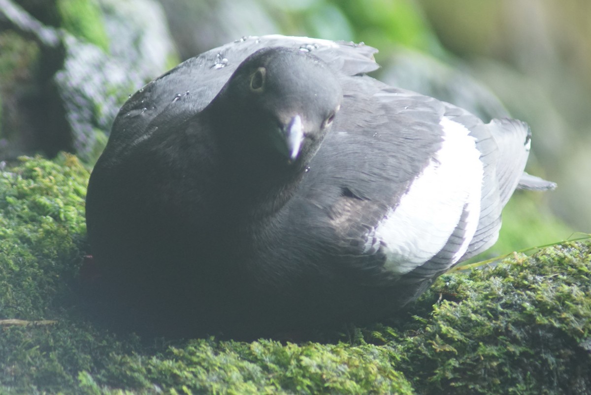 Pigeon Guillemot - ML620670313