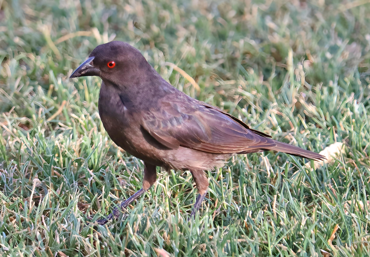 Bronzed Cowbird - ML620670316