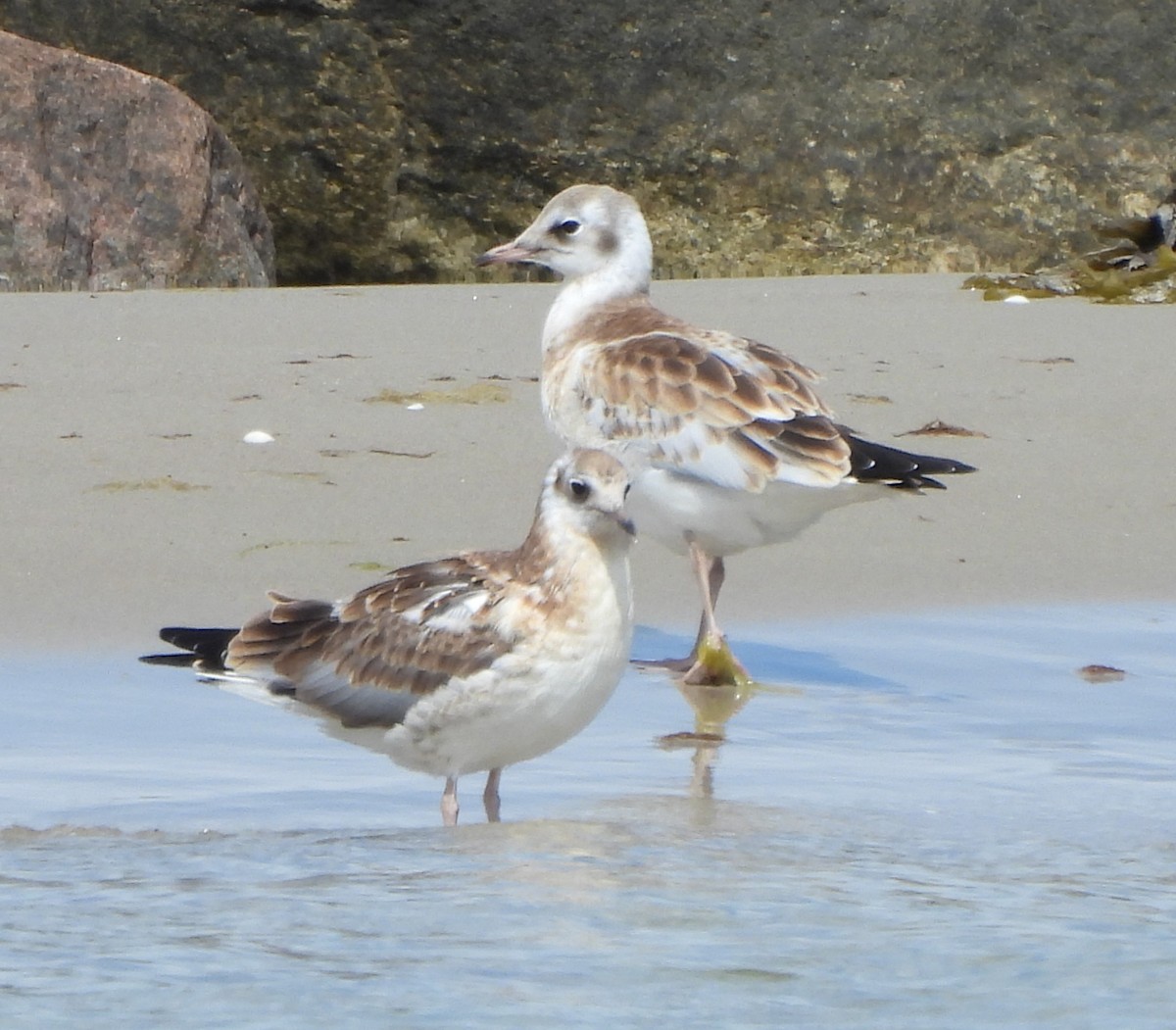 Mouette rieuse - ML620670317