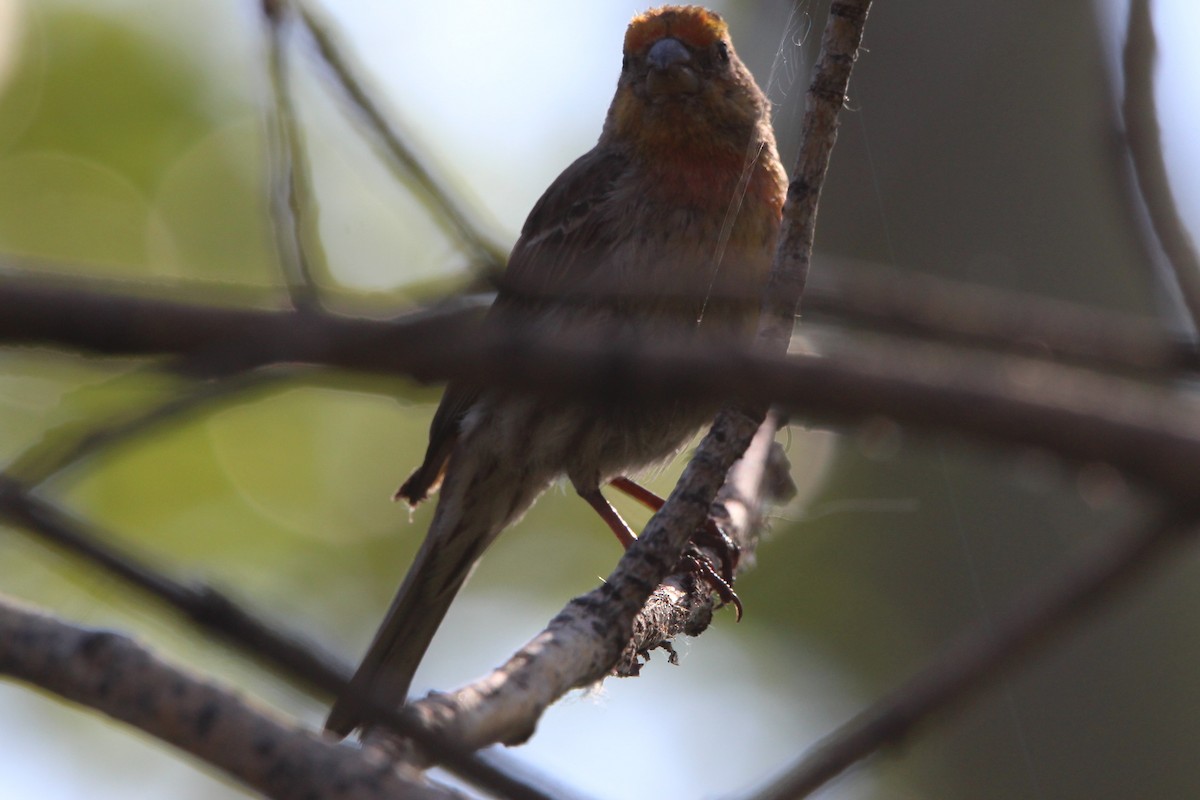 House Finch - ML620670318