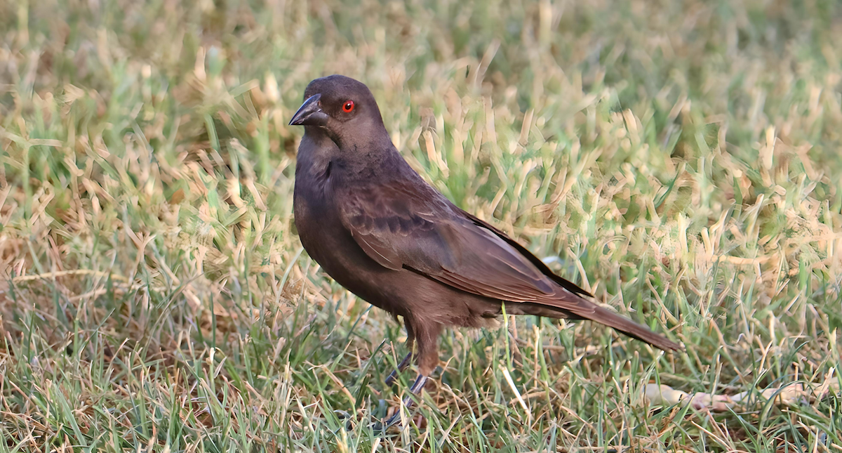 Bronzed Cowbird - ML620670319