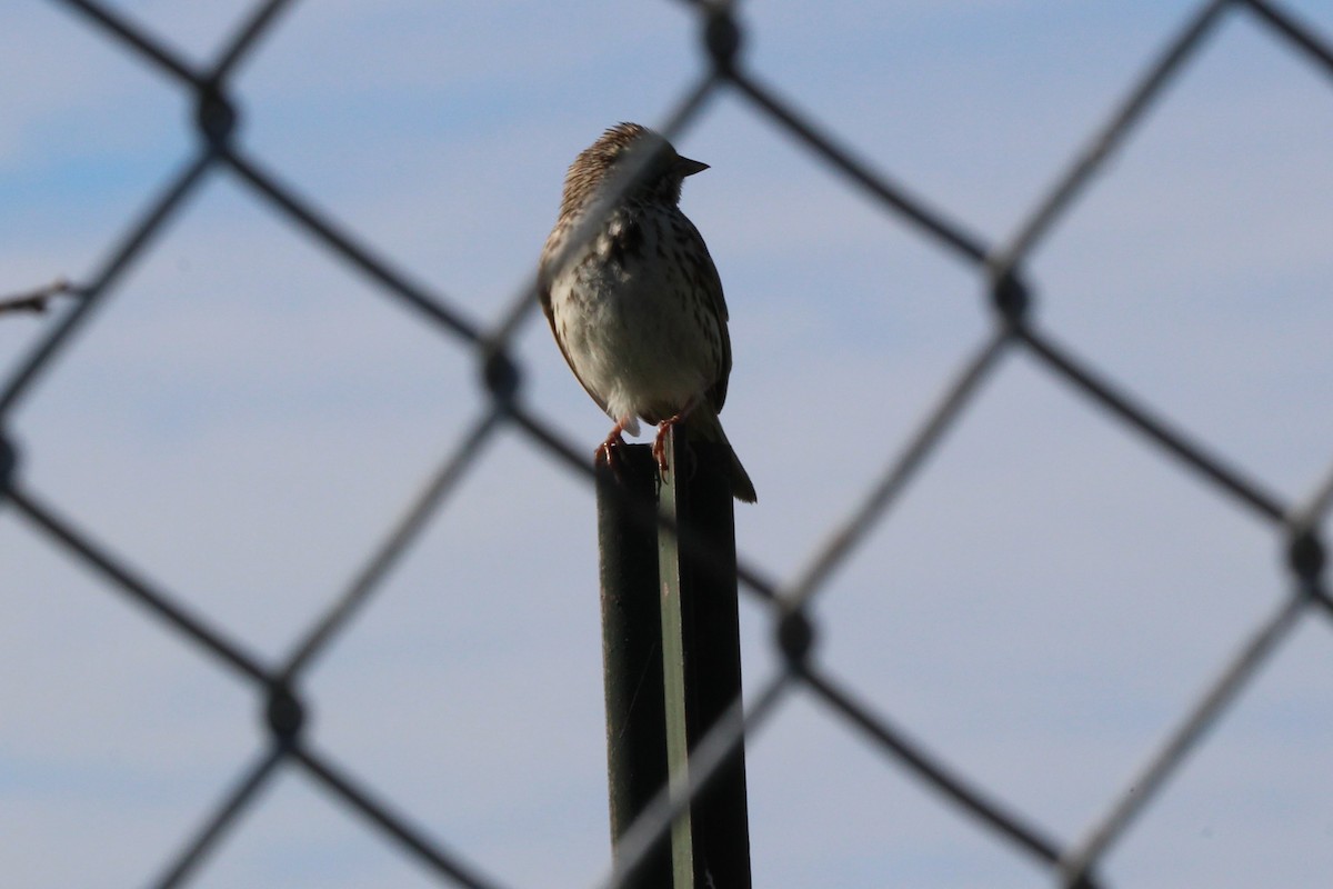 Savannah Sparrow - ML620670320