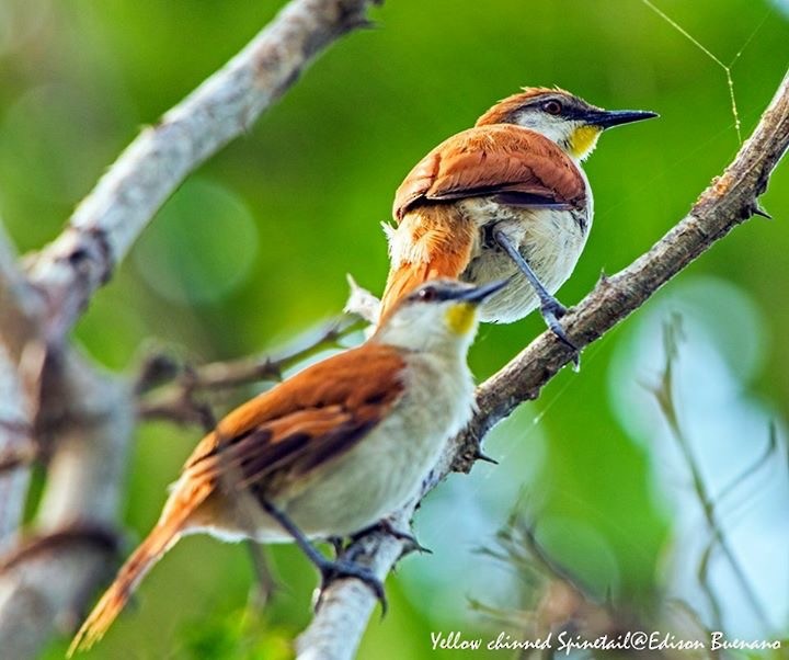 Yellow-chinned Spinetail - ML620670322