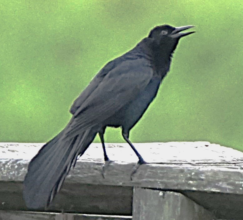 Boat-tailed Grackle - ML620670326