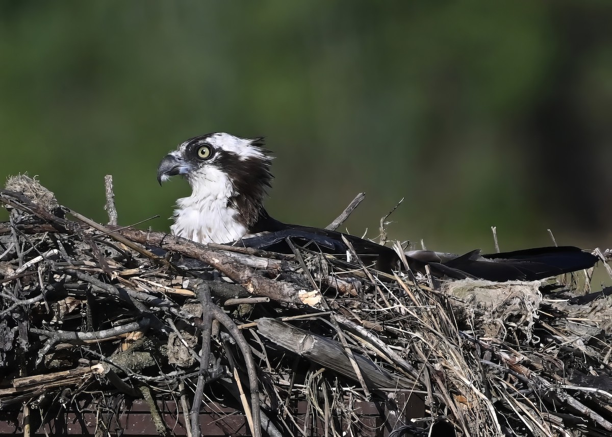 Osprey - Alan Bloom