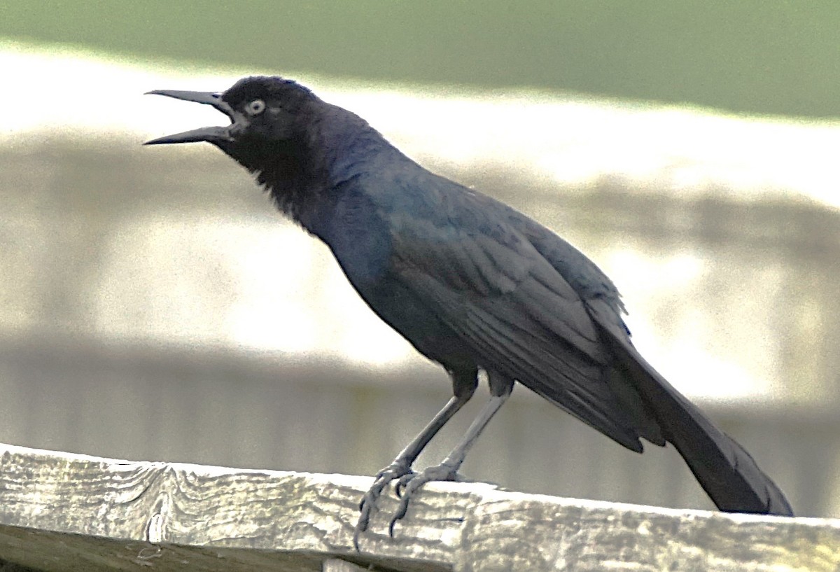 Boat-tailed Grackle - ML620670332