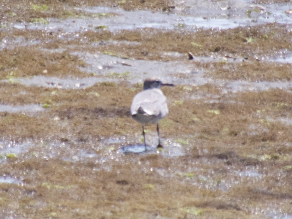 Willet - ML620670333