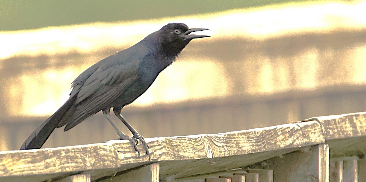 Boat-tailed Grackle - ML620670335