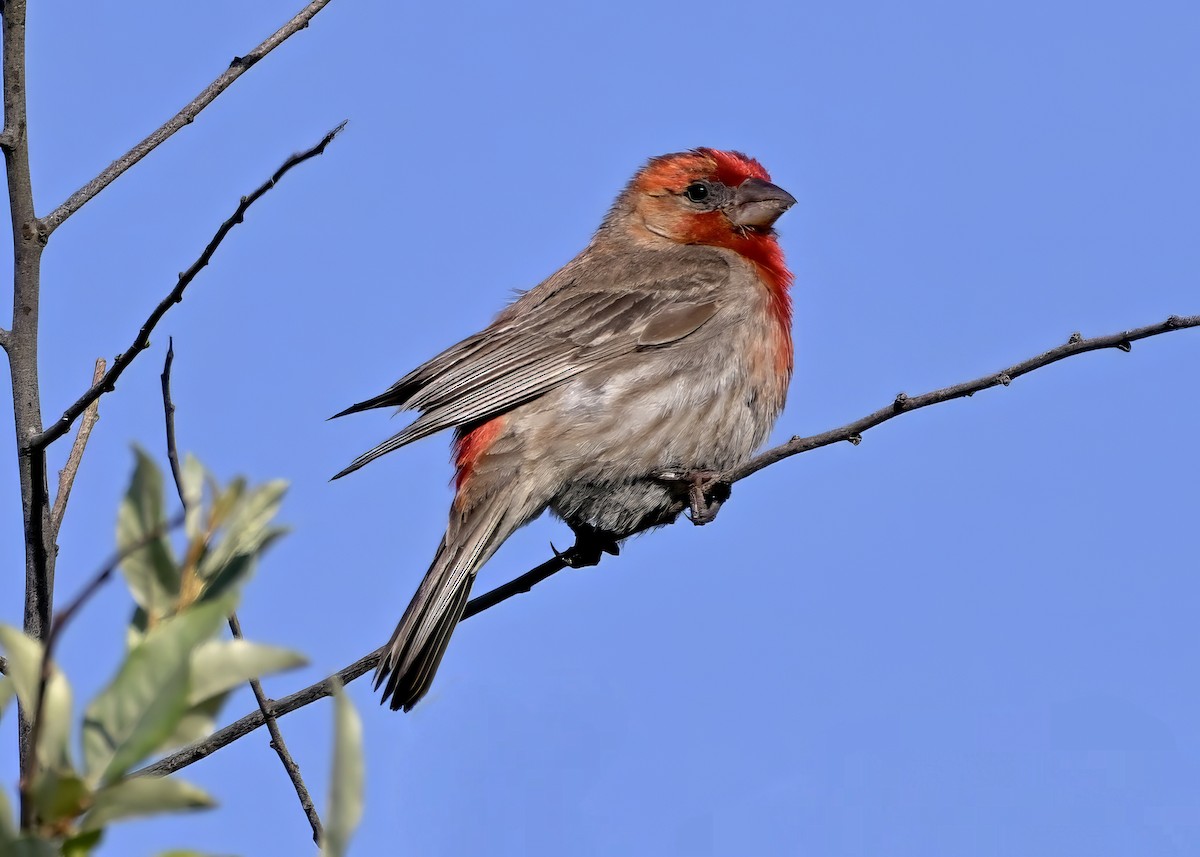 House Finch - ML620670336